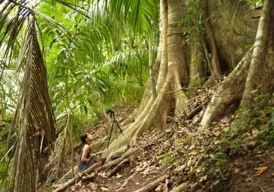 A woman sits with a camera and recording equipment looking up at a tree full of bats (unseen).